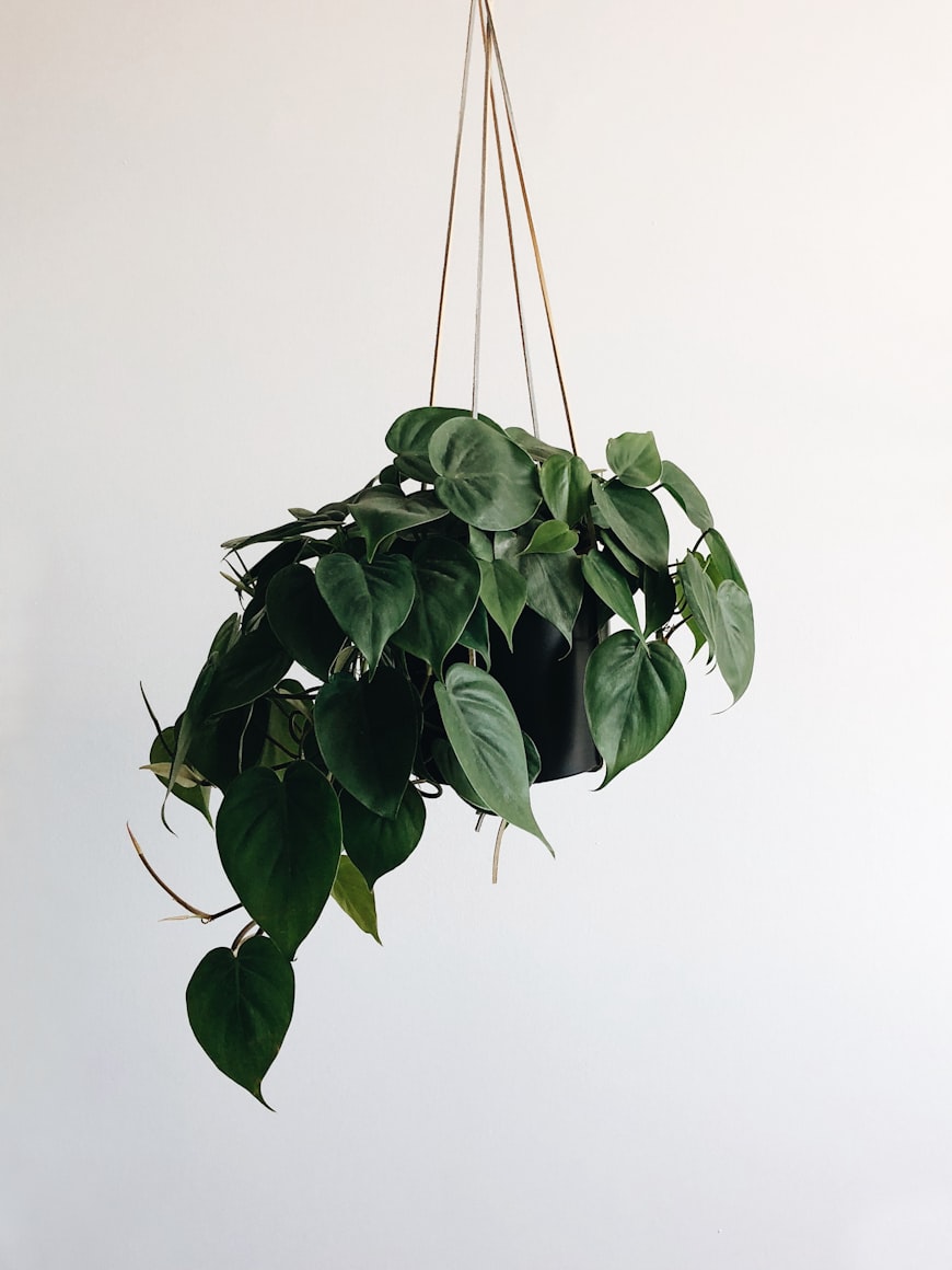 Pothos plant symbolizing growth